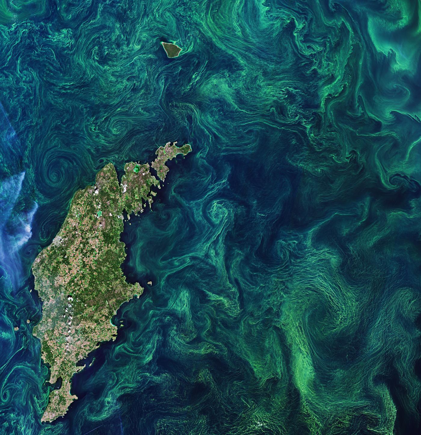 Satellite view of an algal bloom filling a sea basin, green filaments swirling around an island